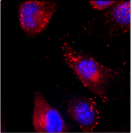 Confocal staining of membrane rupture during pyroptosis