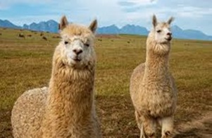 Llamas