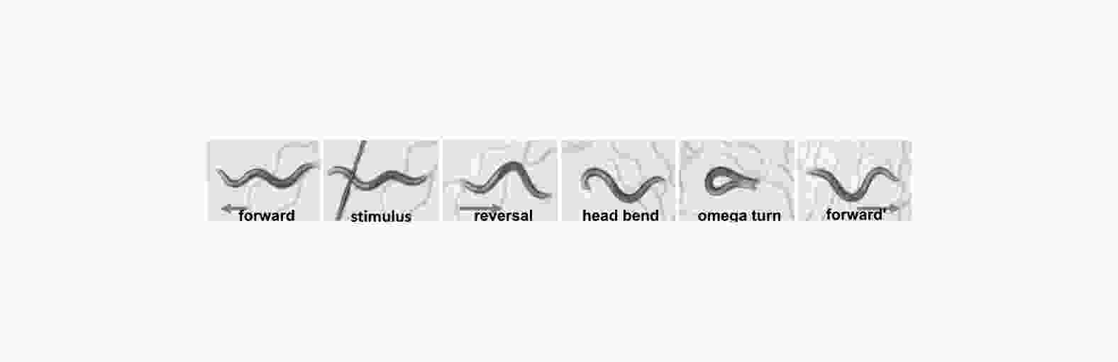 The C. elegans escape response