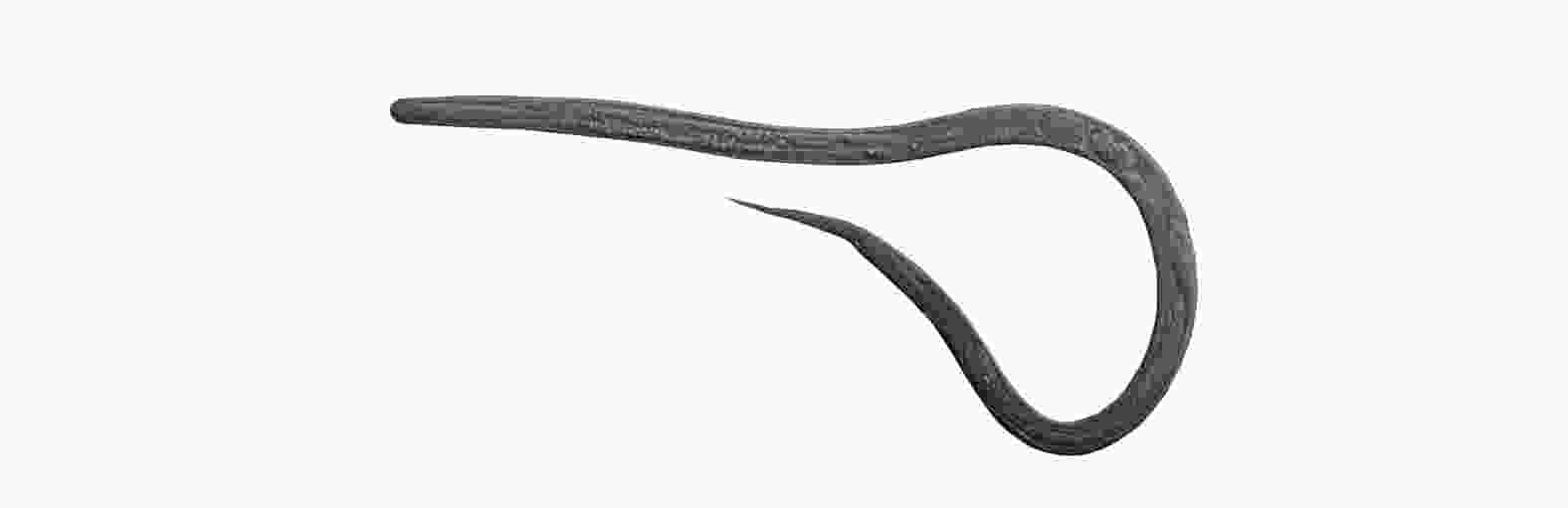 Turbatrix Aceti