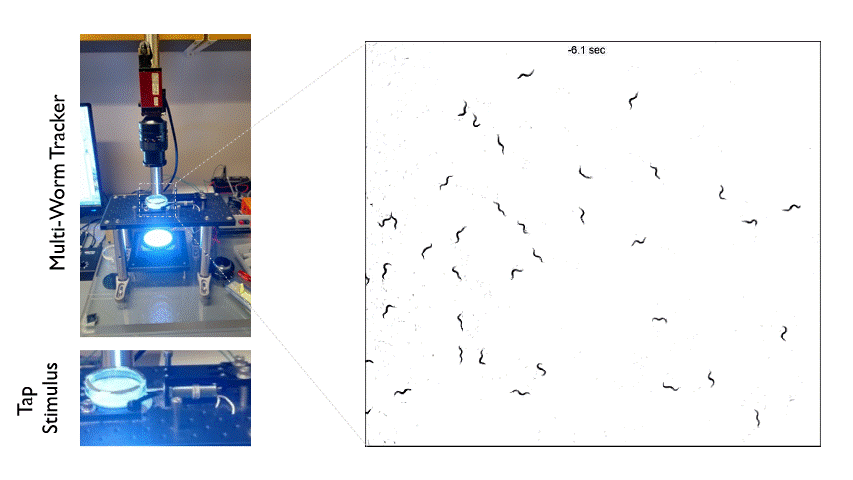 The Multi-Worm Tracker and video of worms on plate