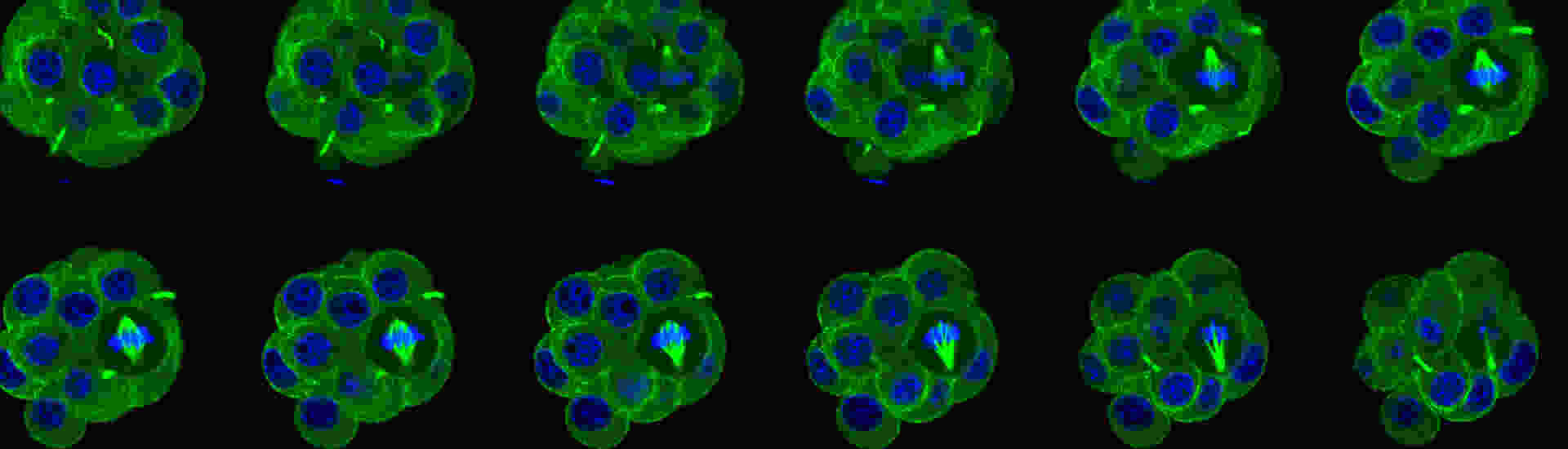 Flourescent cells dividing