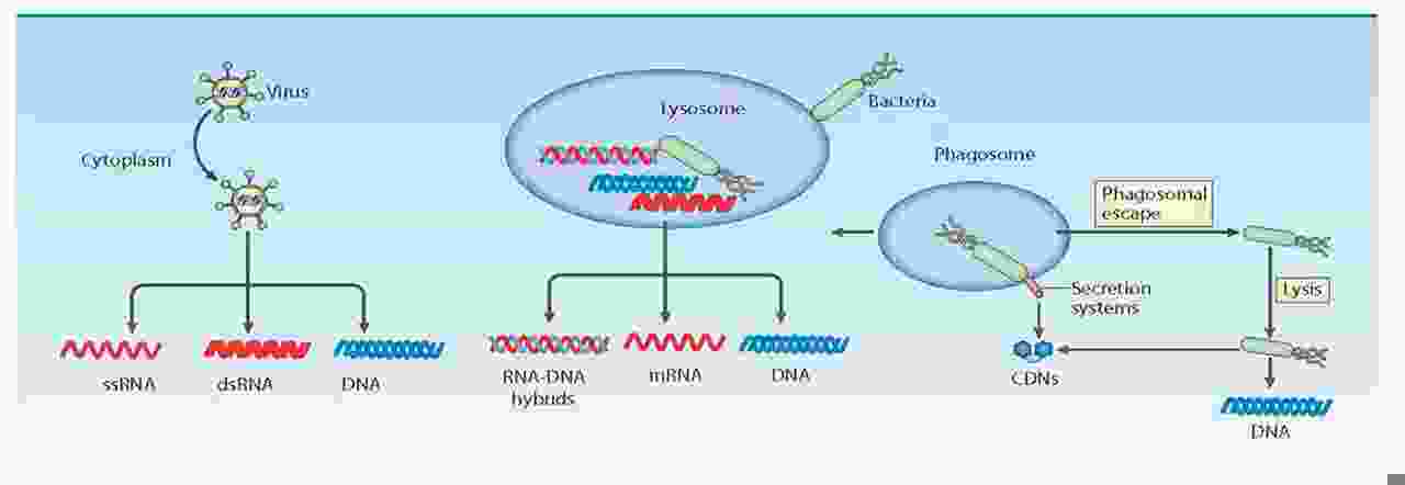 cytosolic nucleic acids.jpg
