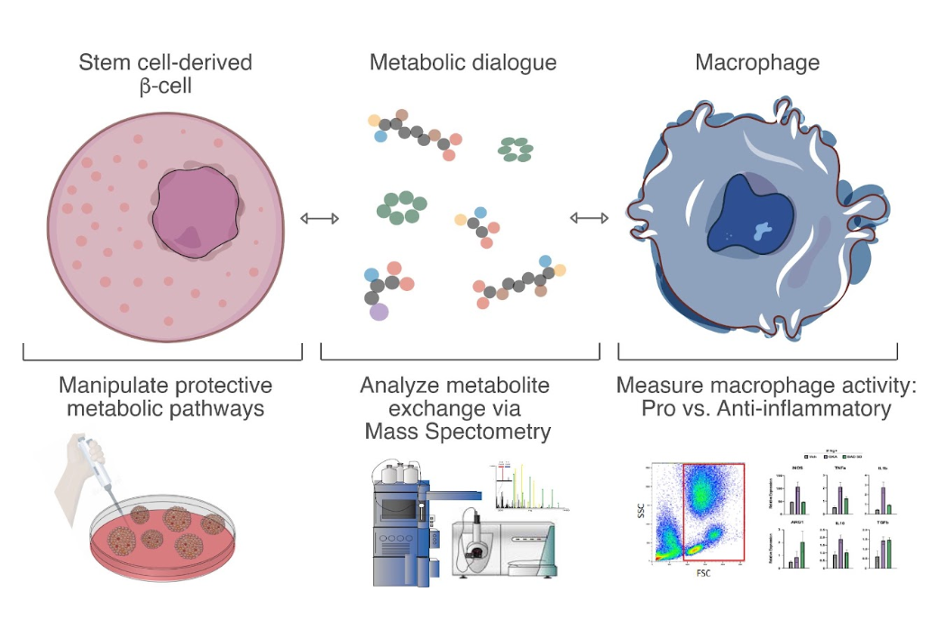 Graphic explaining molecular metabolic features required for stem cell-derived beta cell survival and engraftment