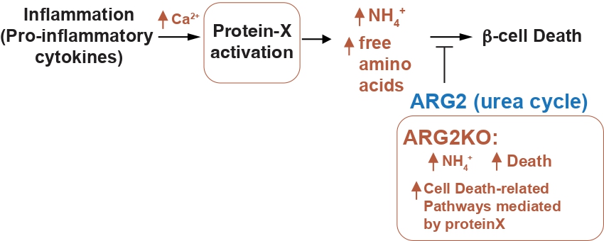 Illistration showing the intrinsic molecular mechanisms of inflammation-mediated beta cell loss