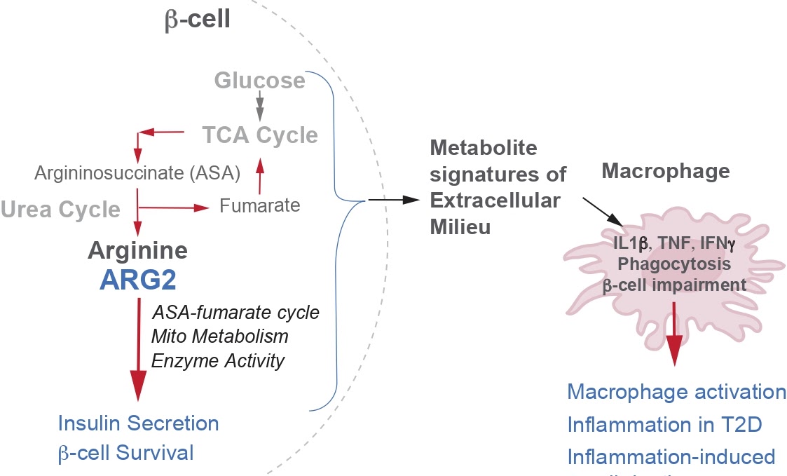 Scientific image identifying molecular effectors of the inflamed islet microenvironment