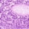 Virtual Microscopy Support