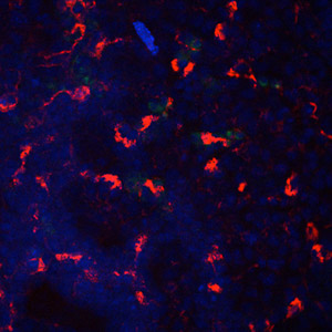  pub-image-1matrixbiology.jpg