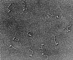 Myosin