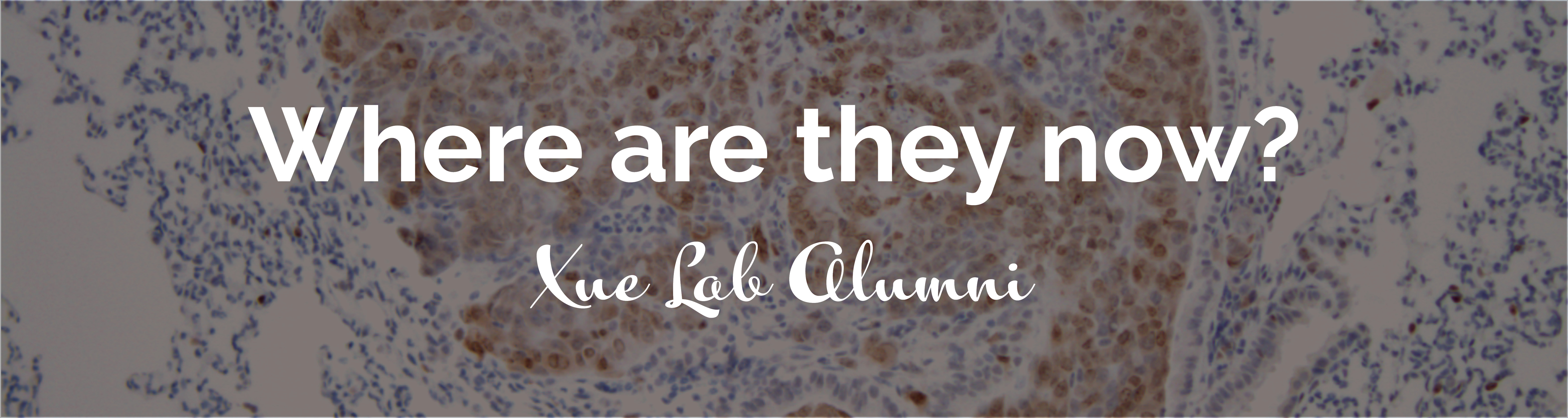 1500x400 Xue Banner2.jpg
