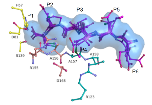 Superimposed HIV protease substrate complexes 