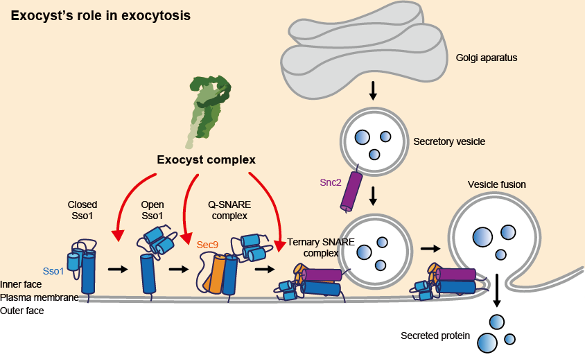 Drawing of the exocyst’s role in exocytosis