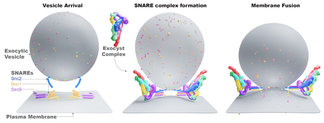 The exocyst complex functions upon arrival of exocytic vesicles carrying secretory cargo to the cell’s plasma membrane (left), to specifically activate the SNARE proteins (middle), and help them catalyze membrane fusion and cargo delivery (right).