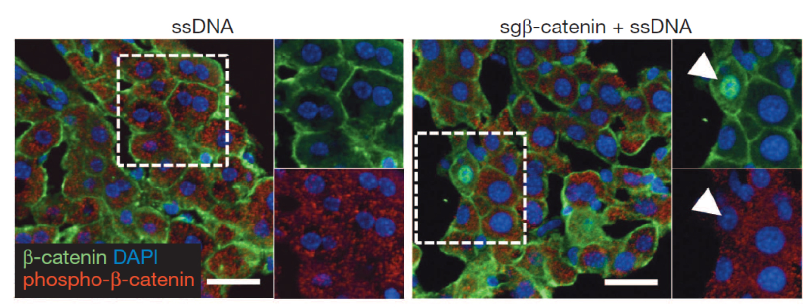 ssDNA image